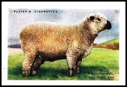 18 Shropshire Sheep